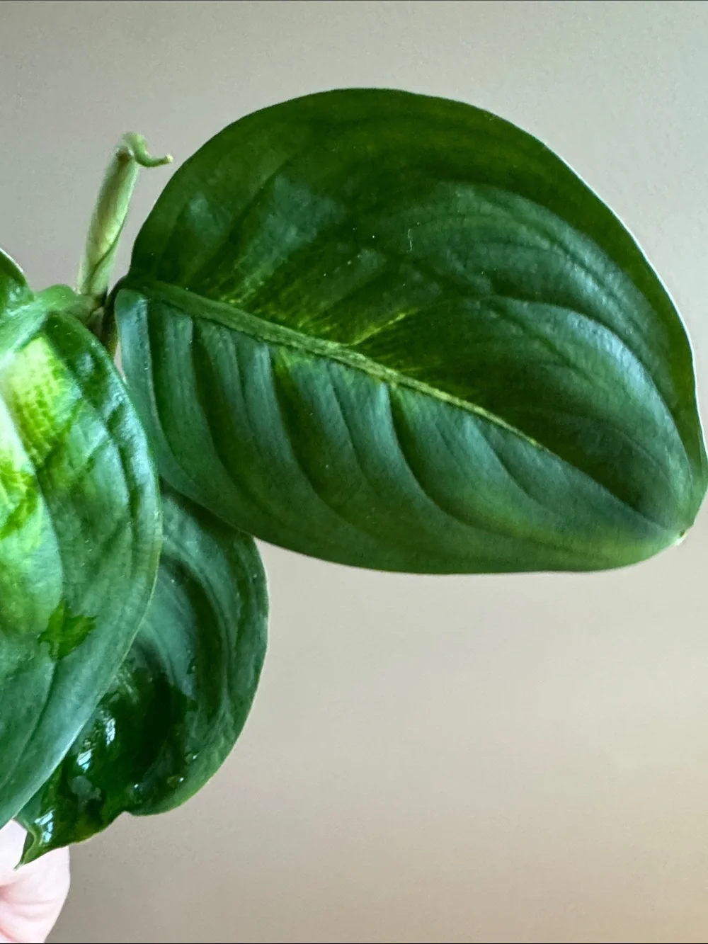 N/A lush green